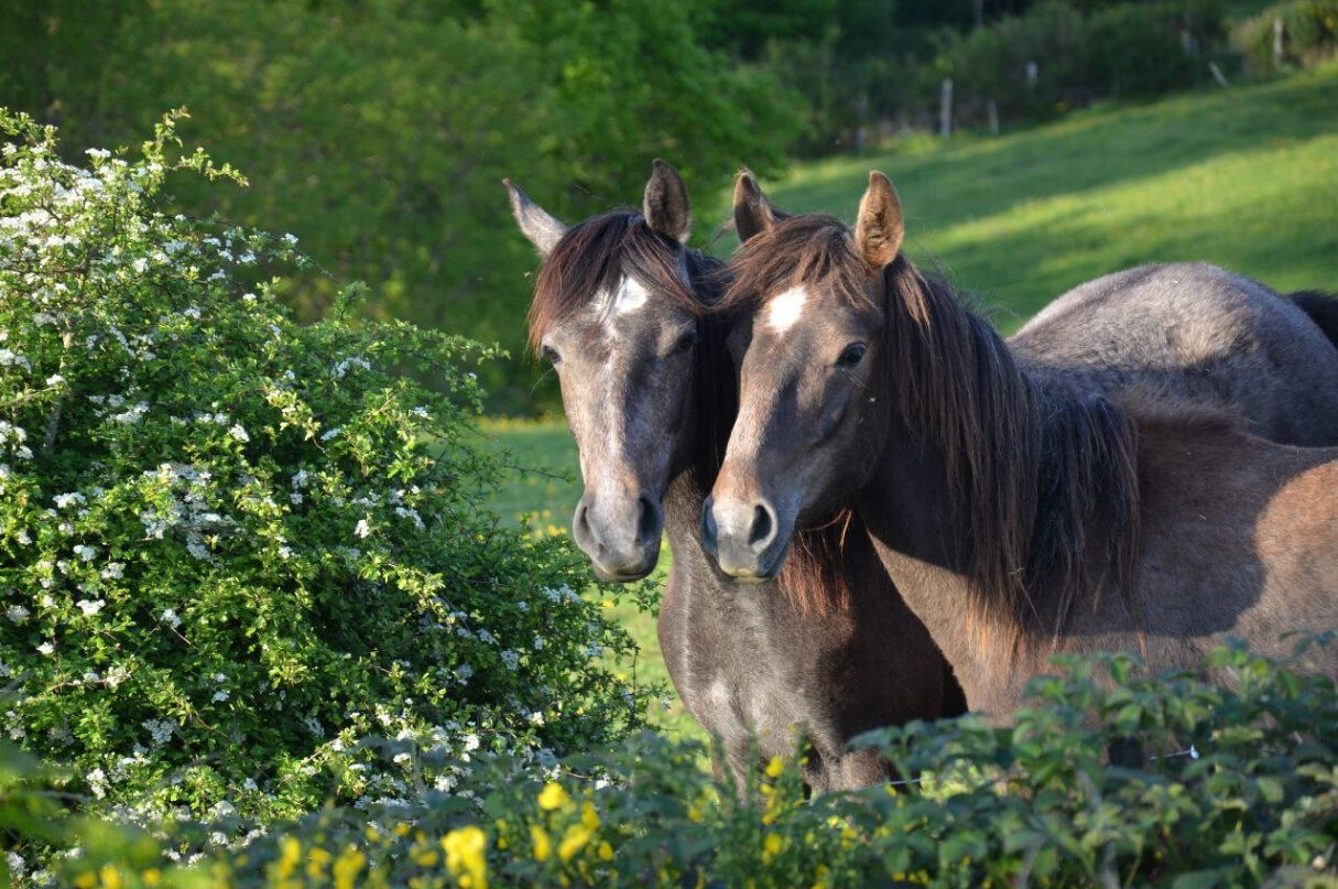 Усадьба «Мулен де Комб». 10